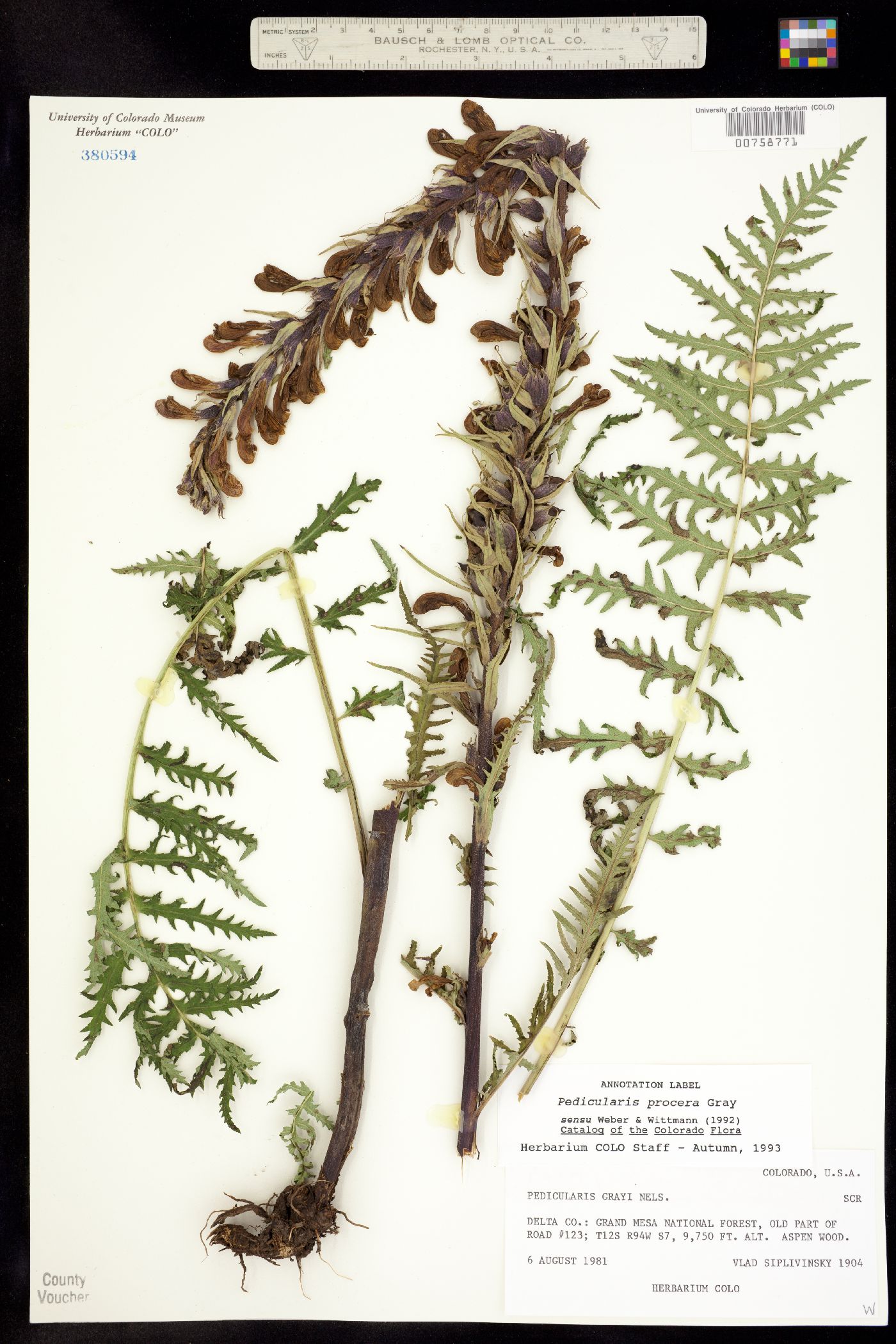Pedicularis grayi image