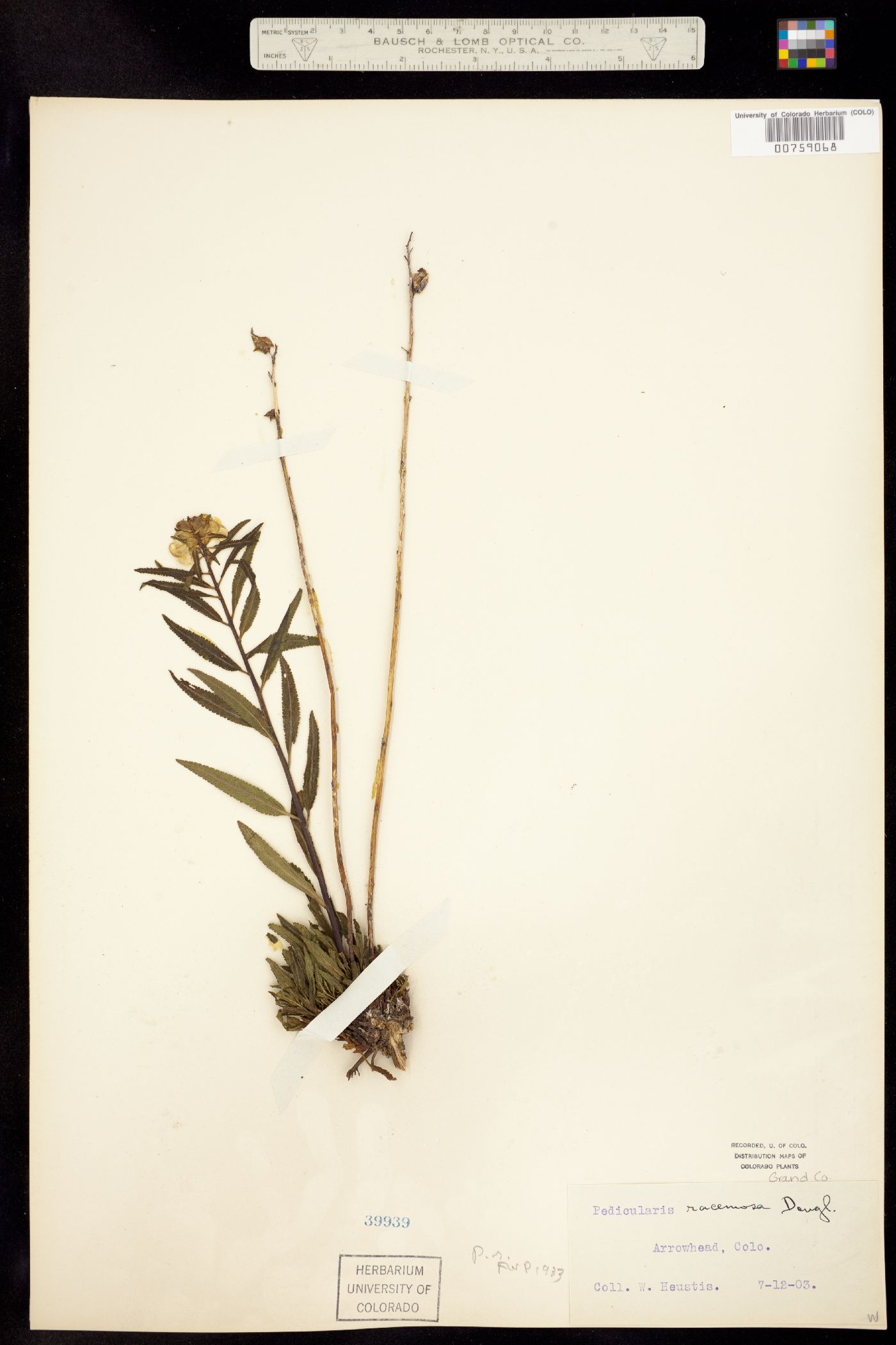 Pedicularis racemosa ssp. alba image