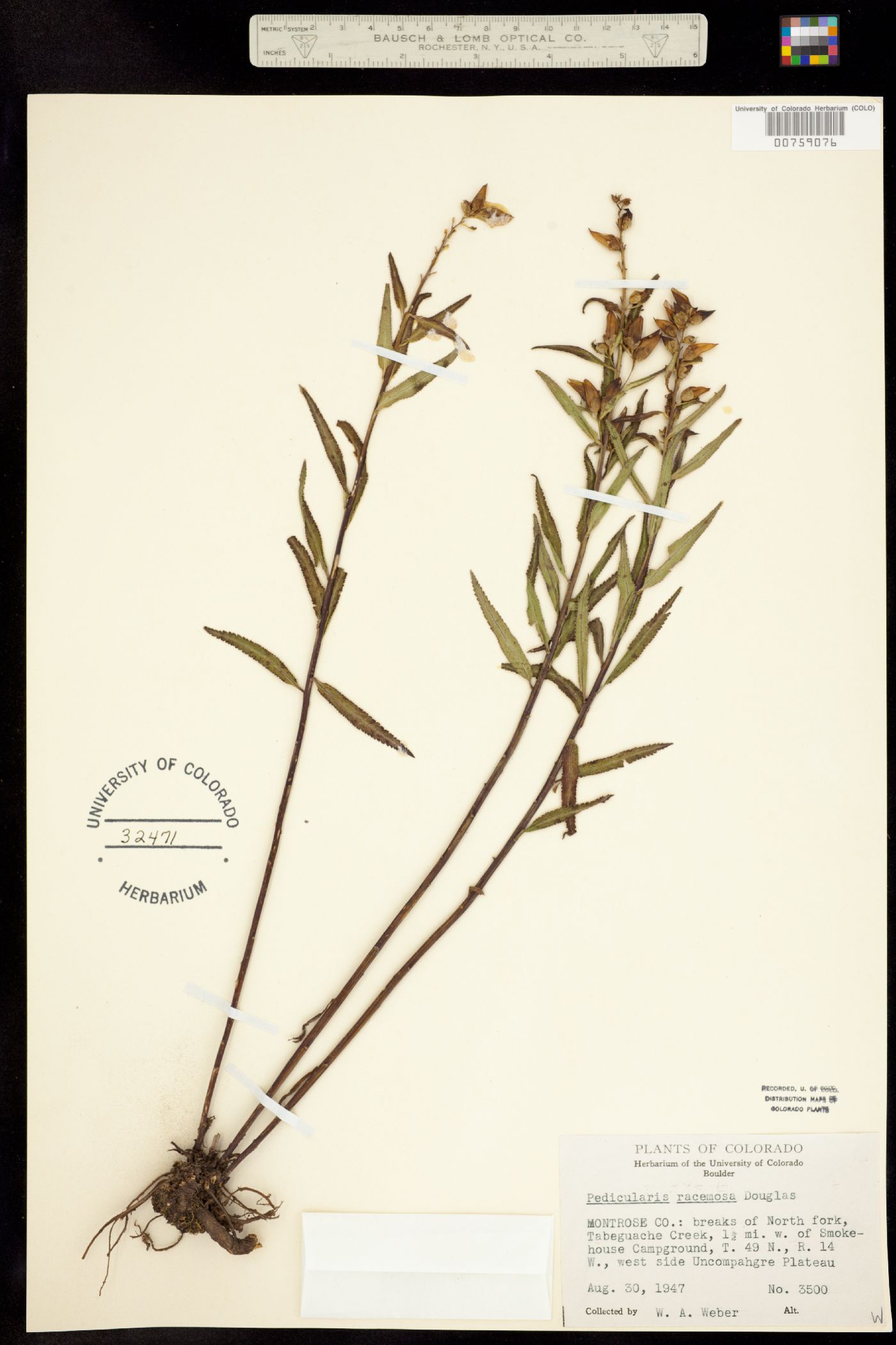 Pedicularis racemosa ssp. alba image