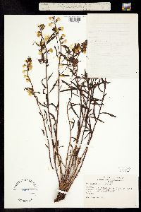Pedicularis racemosa ssp. alba image