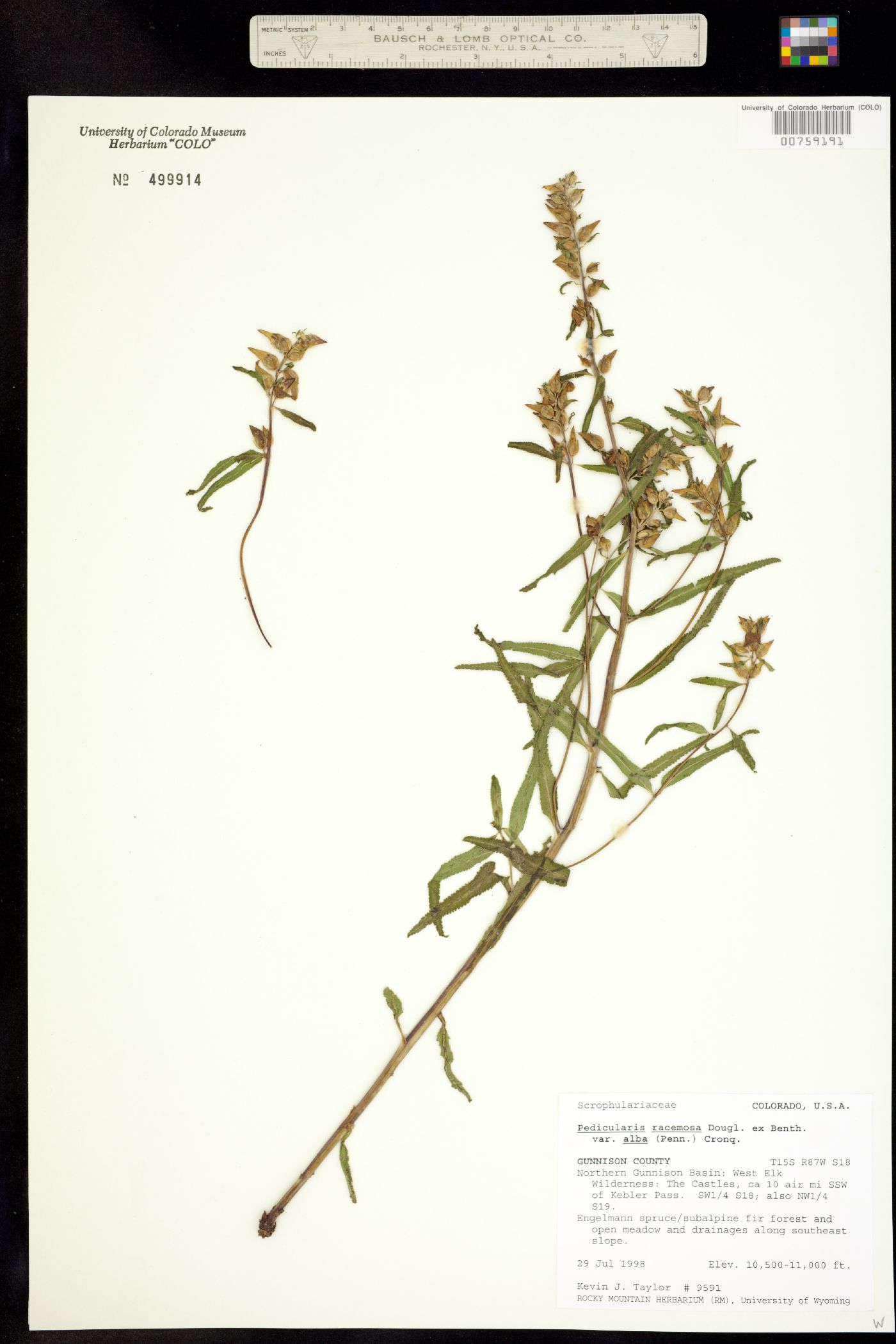 Pedicularis racemosa ssp. alba image