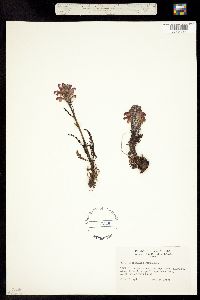 Image of Pedicularis scopulorum