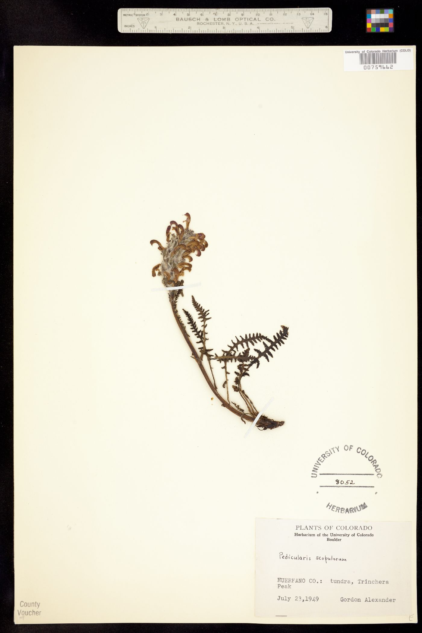 Pedicularis image