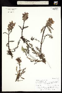 Pedicularis sudetica ssp. scopulorum image