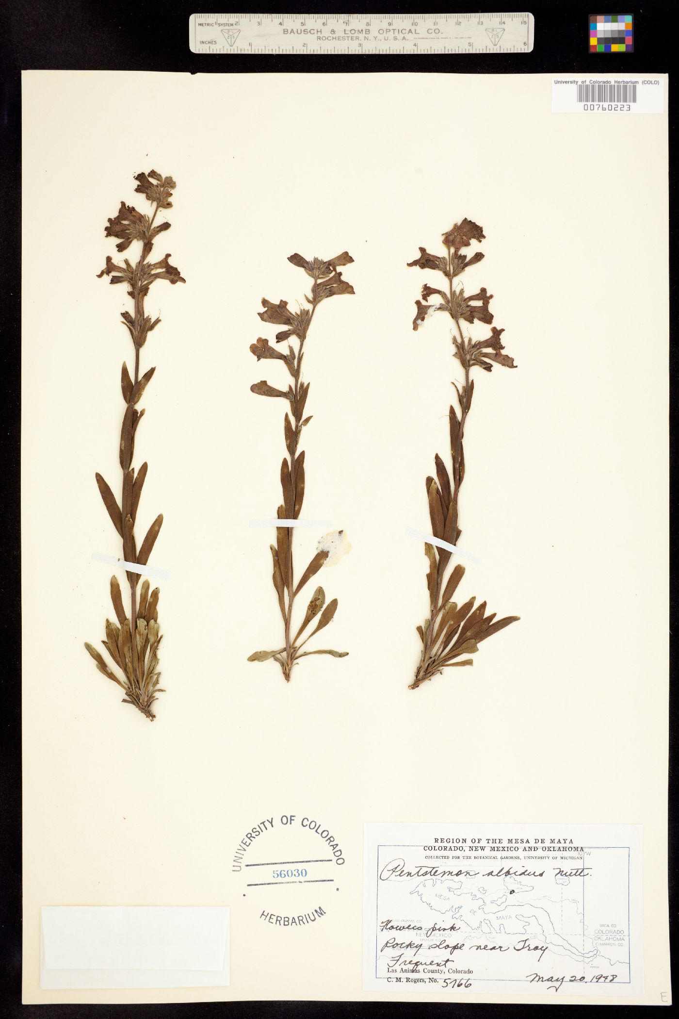 Penstemon albidus image