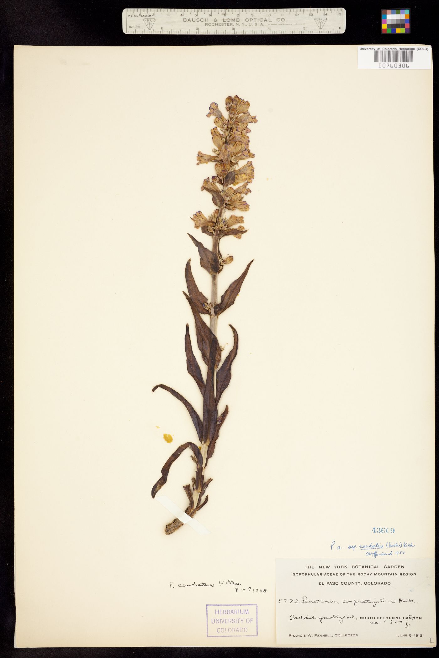 Penstemon angustifolius image