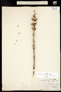Penstemon angustifolius var. caudatus image