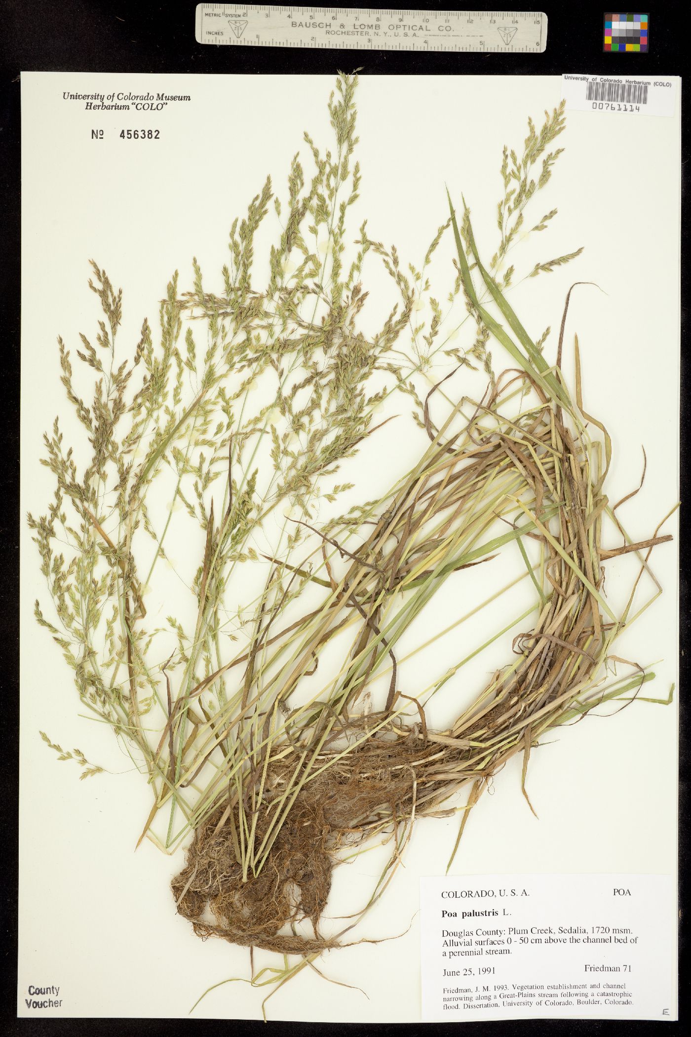 Poa palustris image