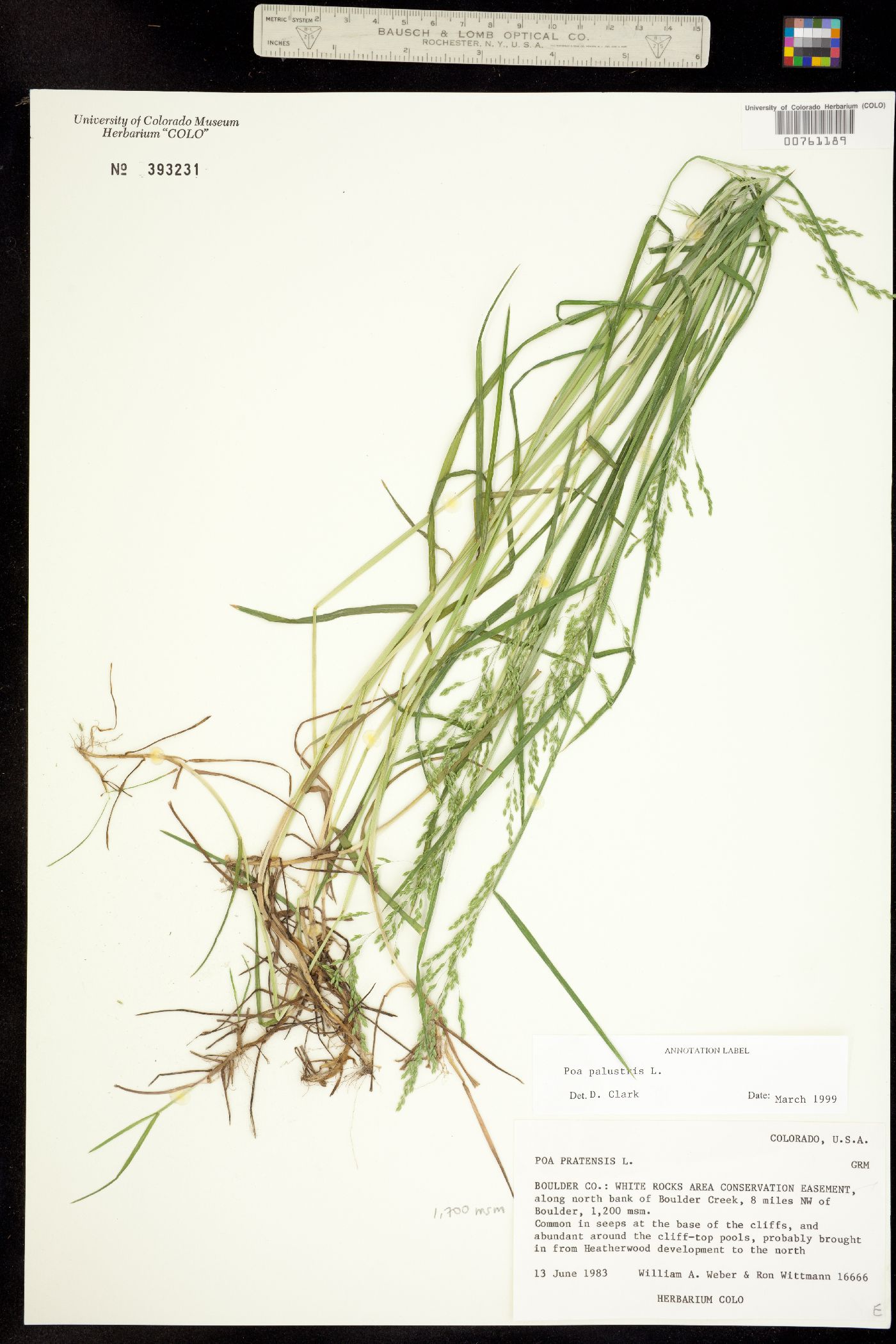 Poa palustris image