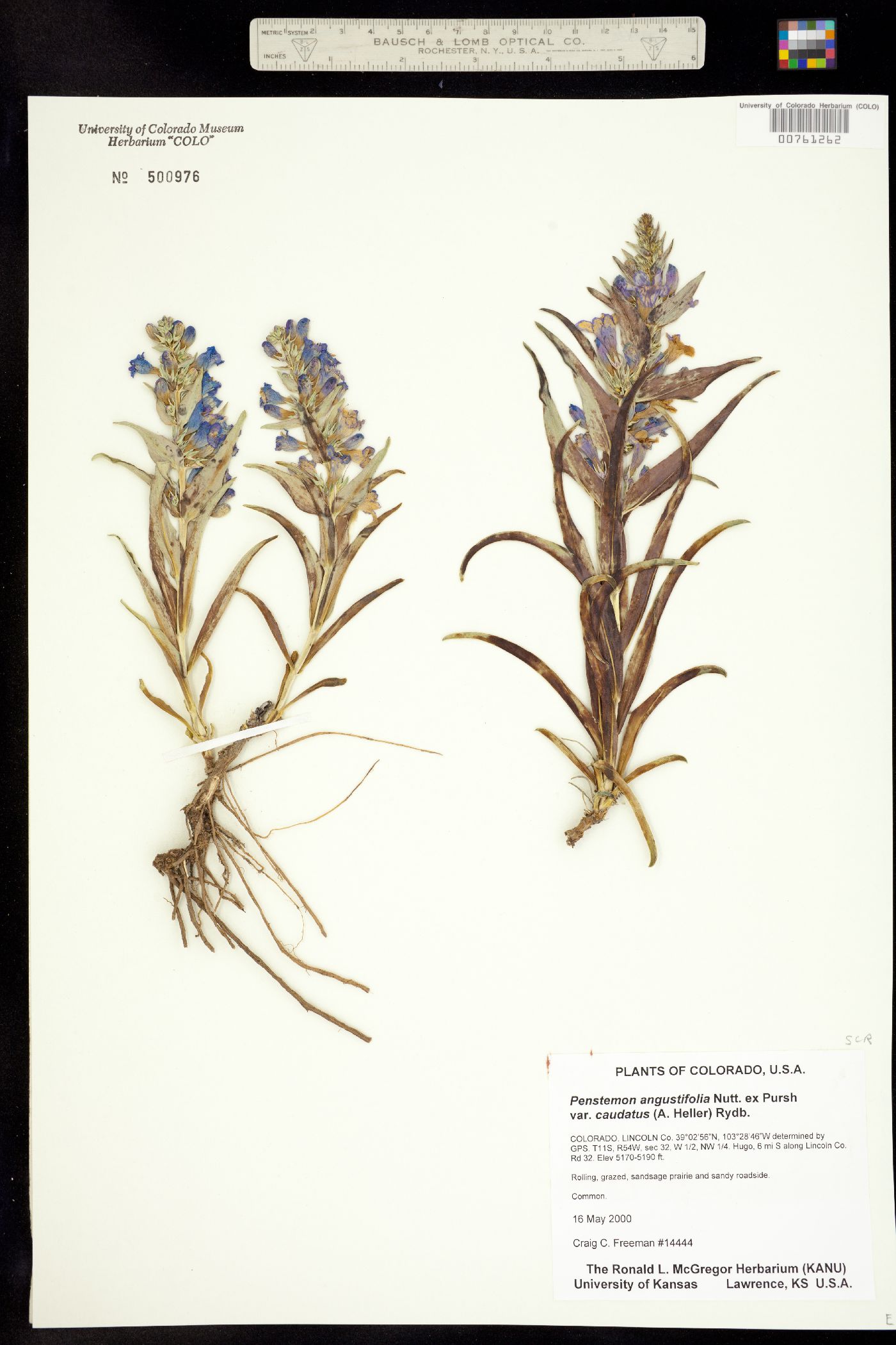 Penstemon angustifolius var. caudatus image