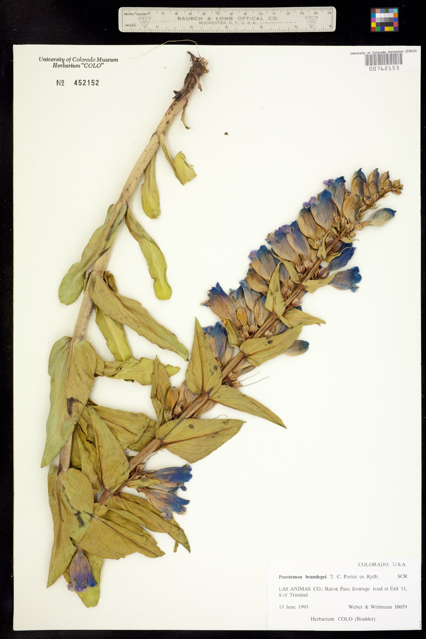 Penstemon brandegei image