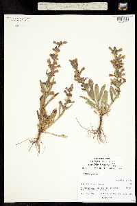 Image of Penstemon breviculus
