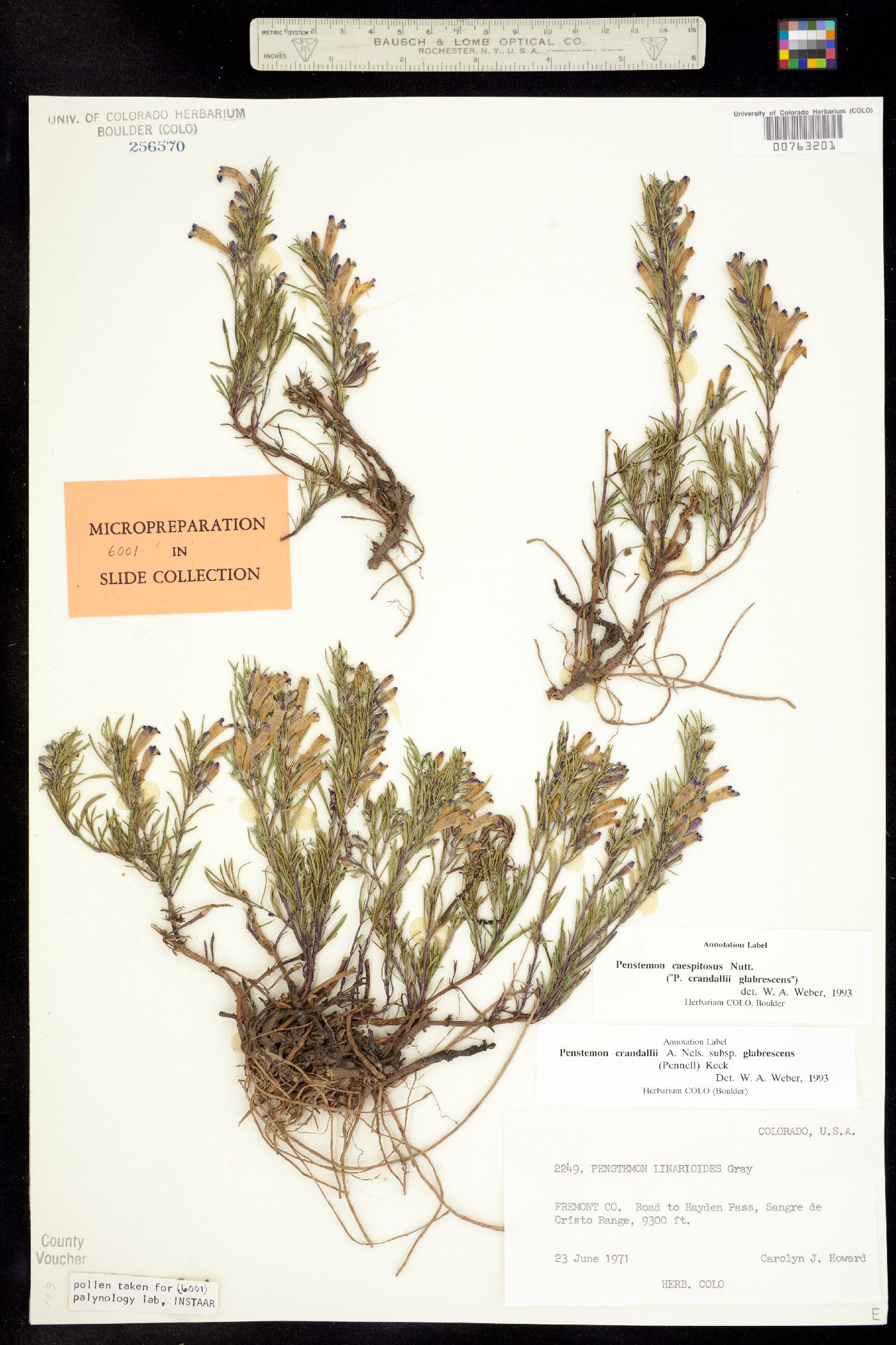 Penstemon caespitosus image