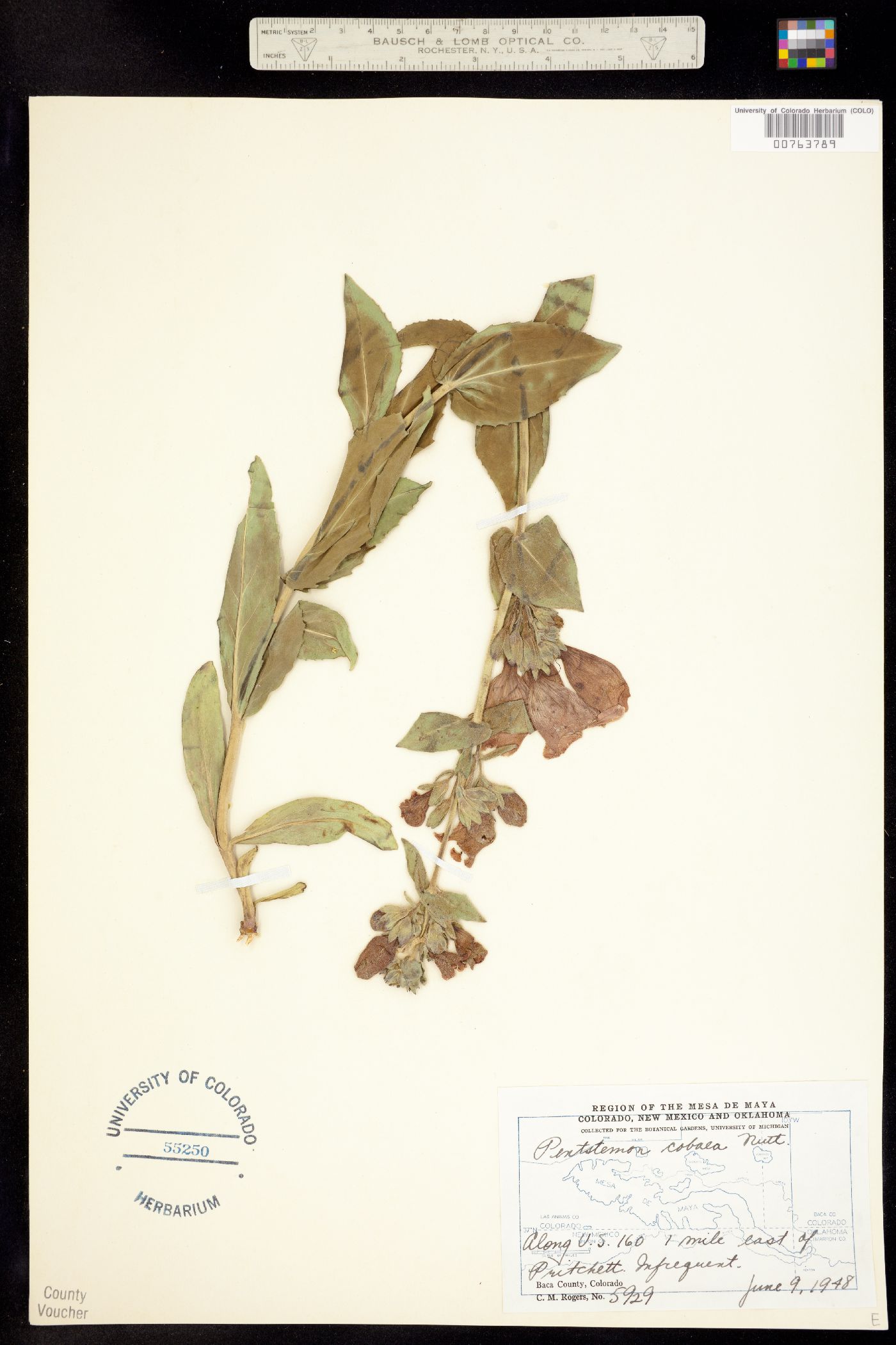 Penstemon cobaea image