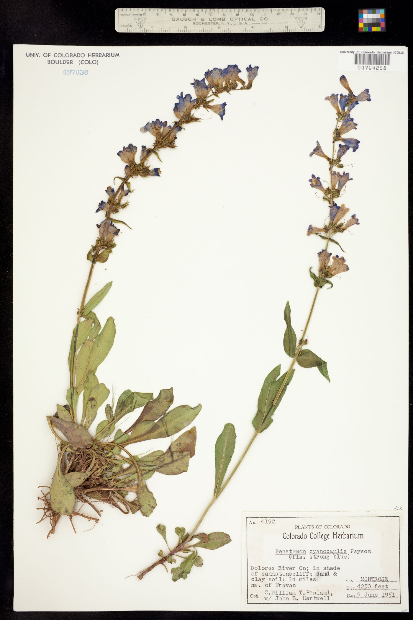 Penstemon cyanocaulis image