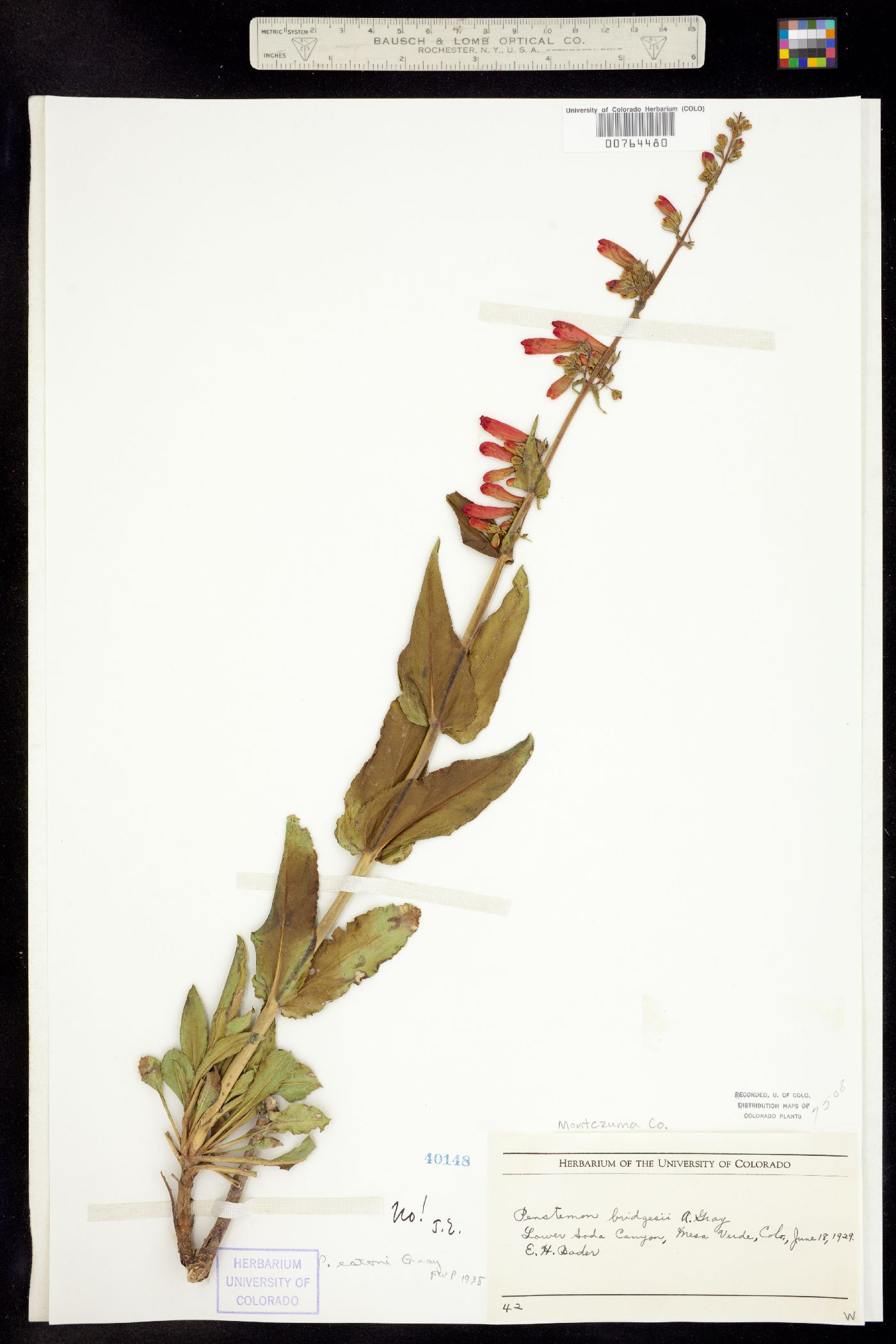 Penstemon eatonii image