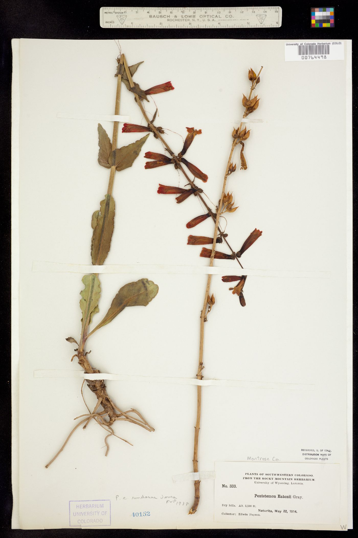 Penstemon eatonii ssp. undosus image