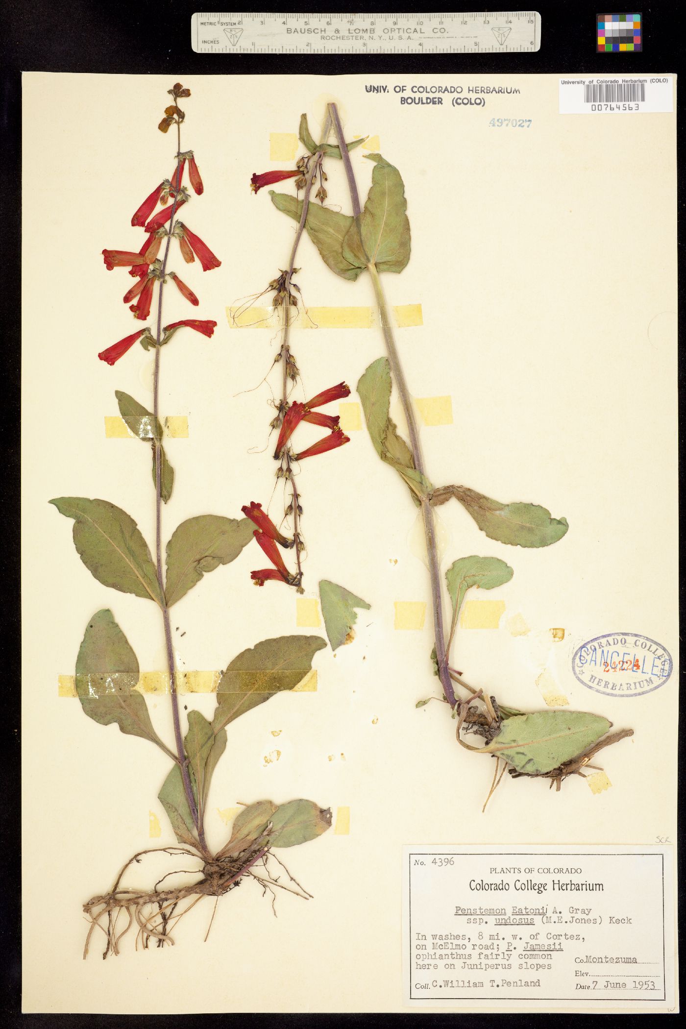 Penstemon eatonii ssp. undosus image
