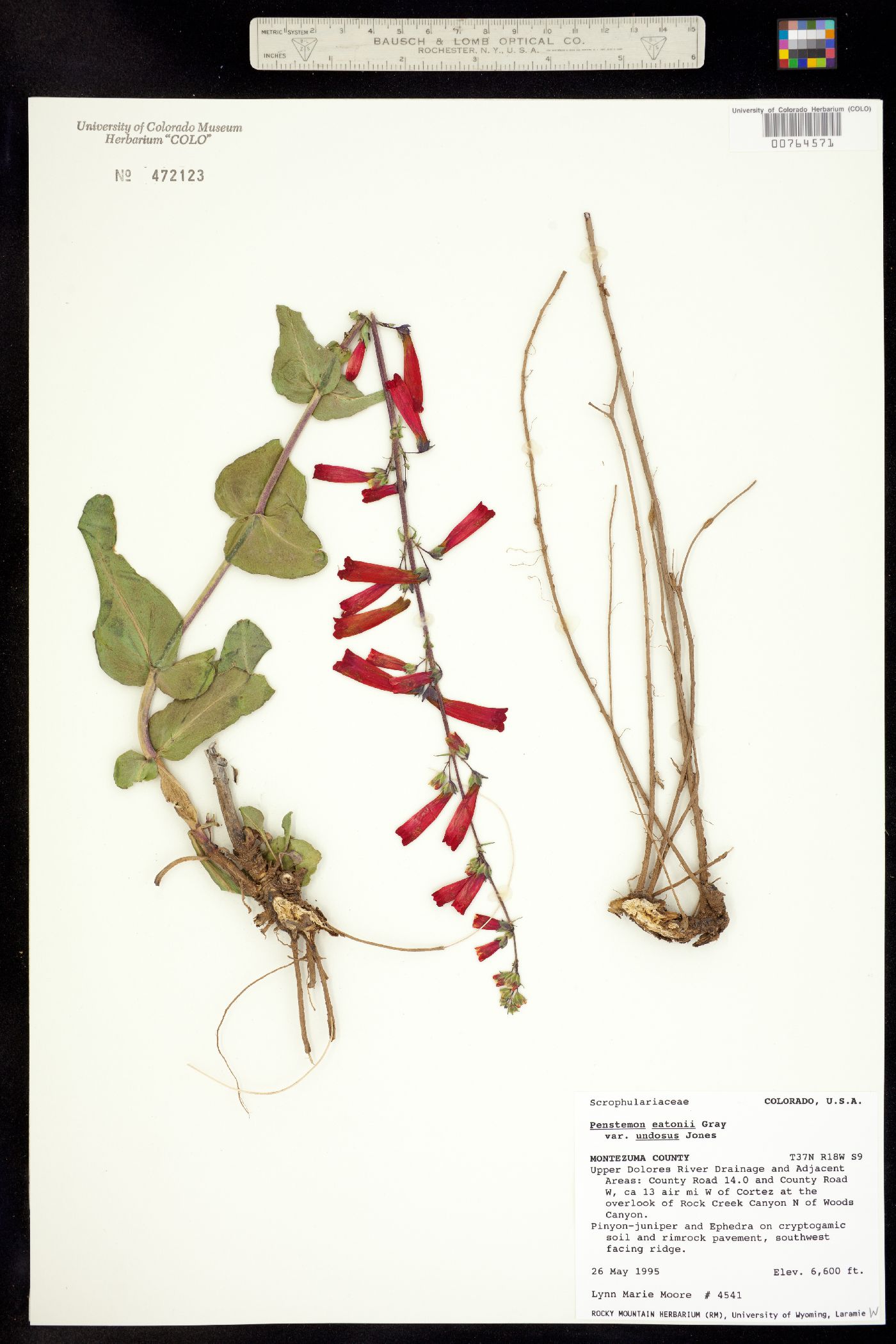 Penstemon eatonii ssp. undosus image