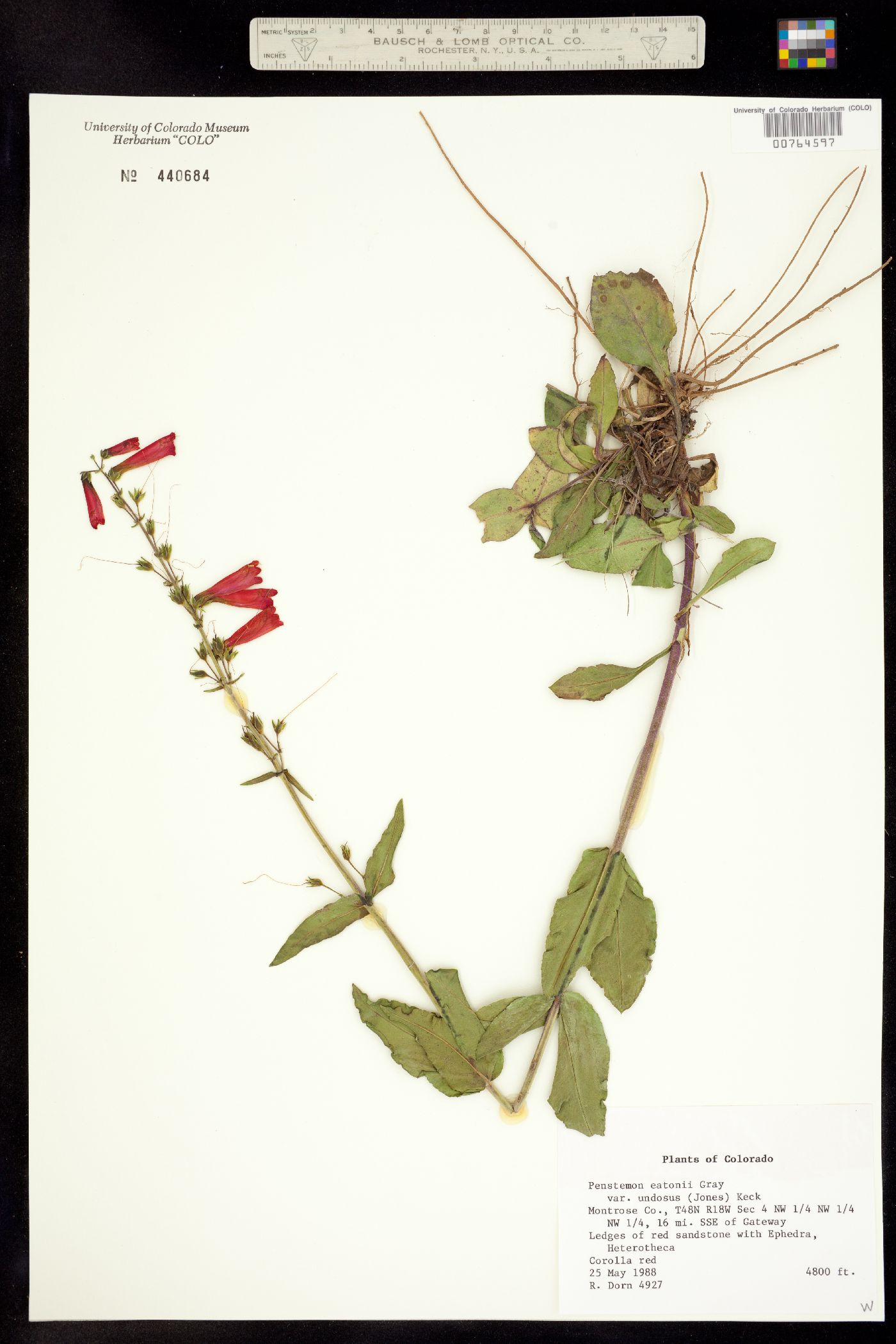 Penstemon eatonii ssp. undosus image