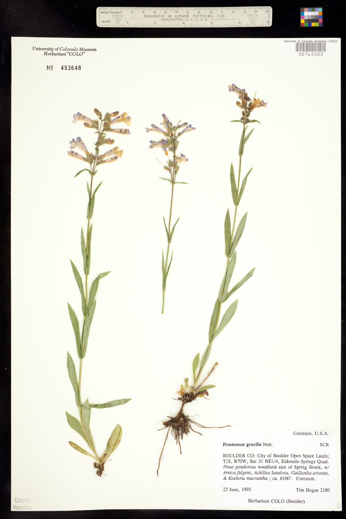 Penstemon gracilis image