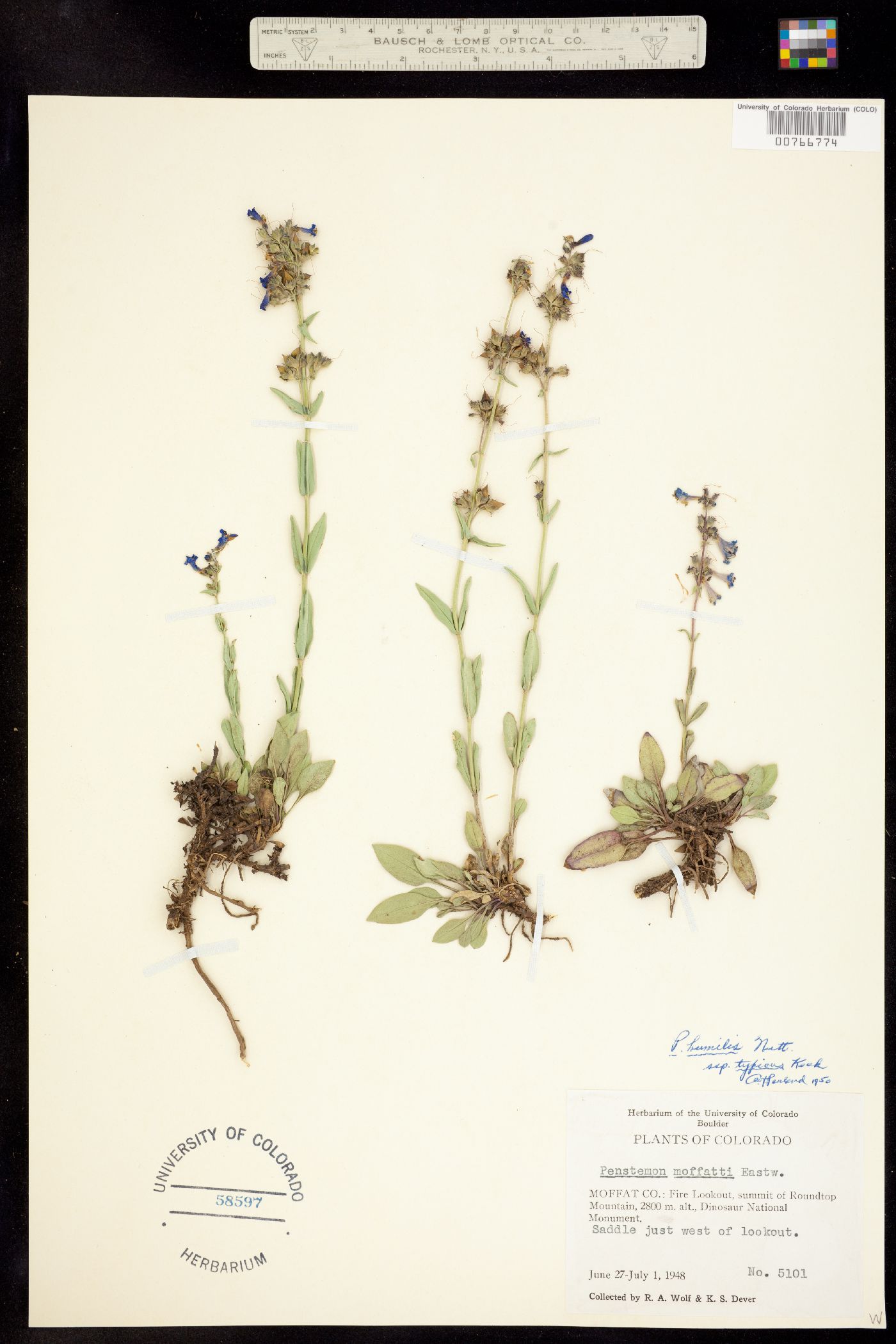 Penstemon humilis image