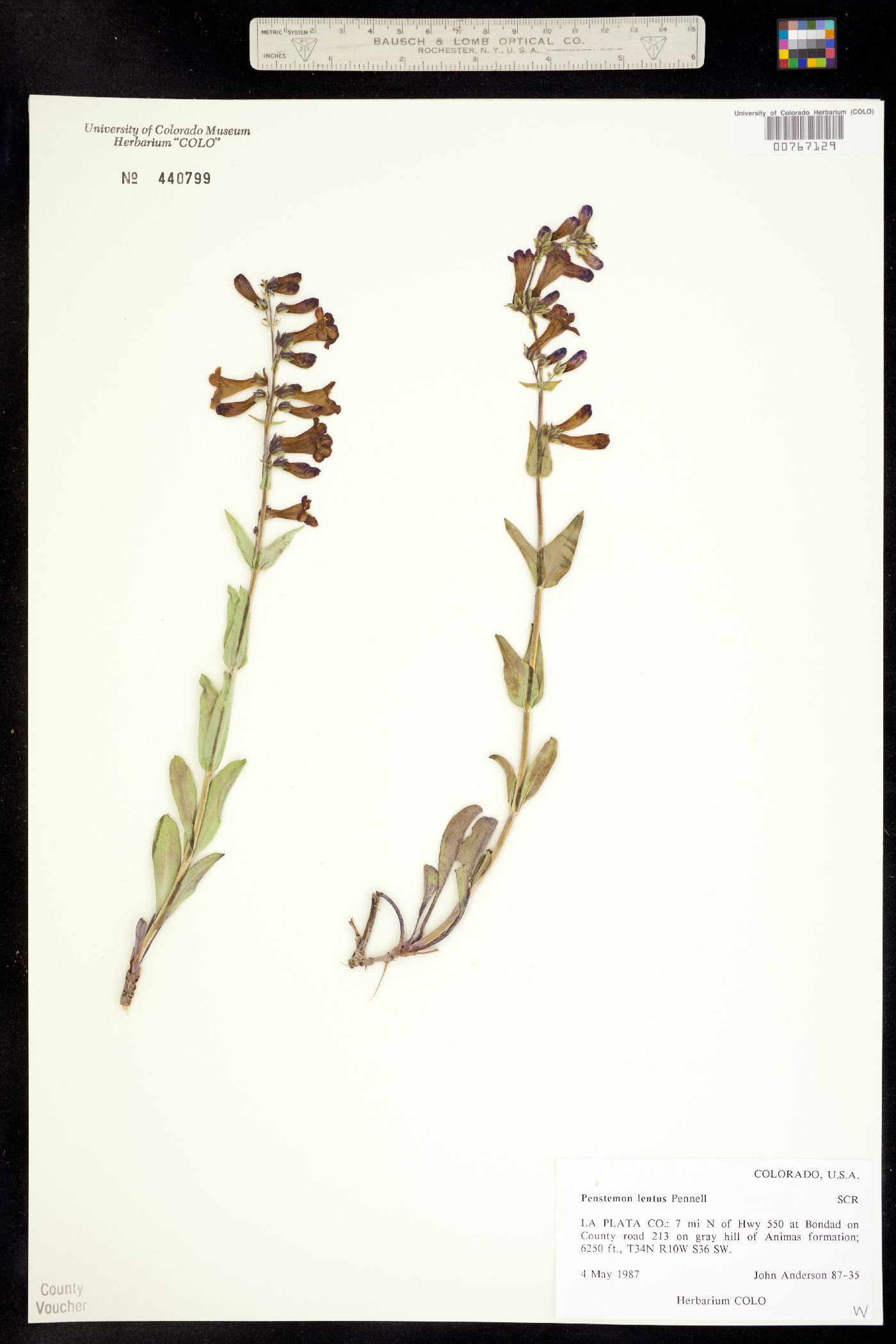 Penstemon lentus image