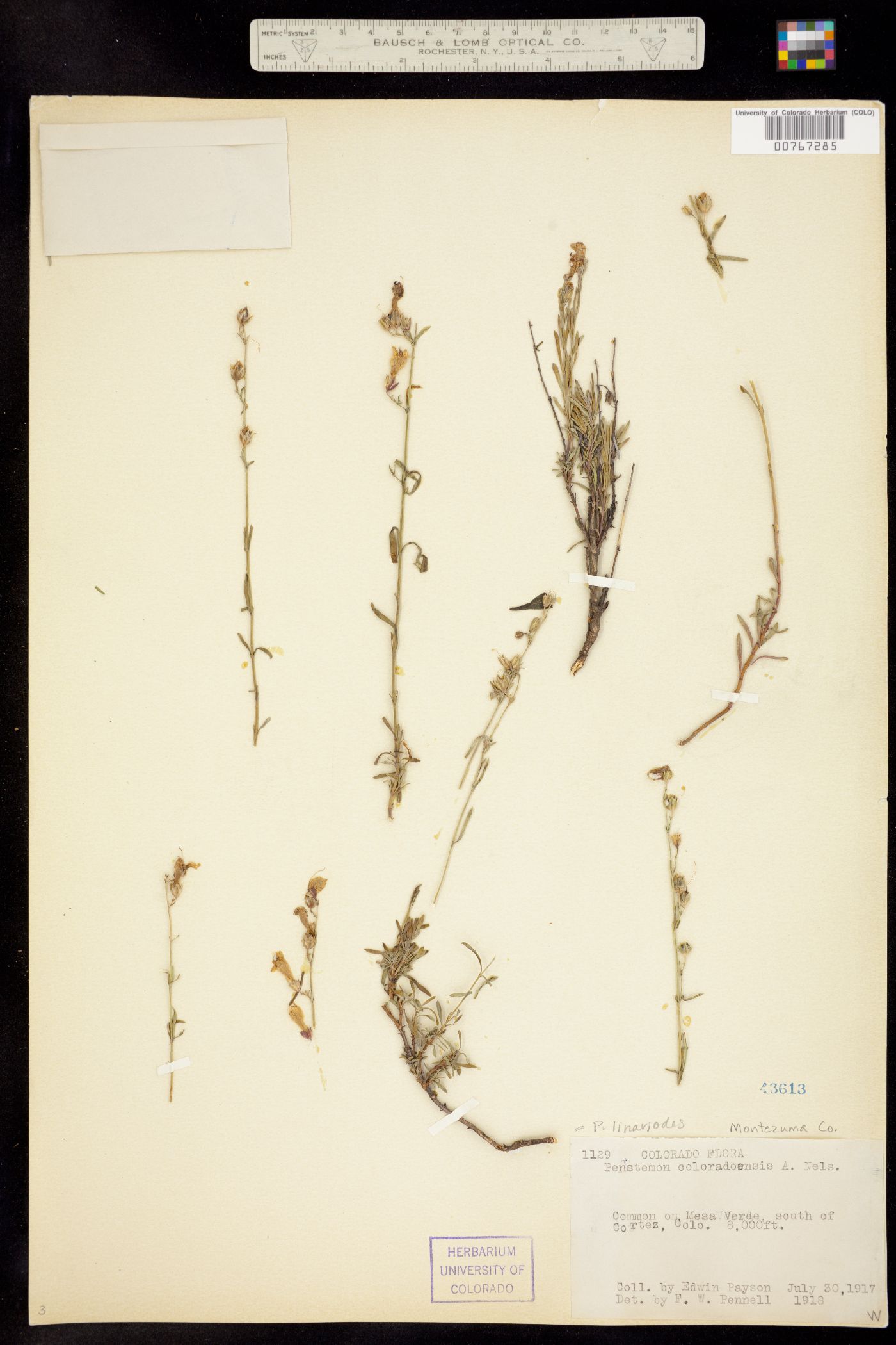 Penstemon linarioides image