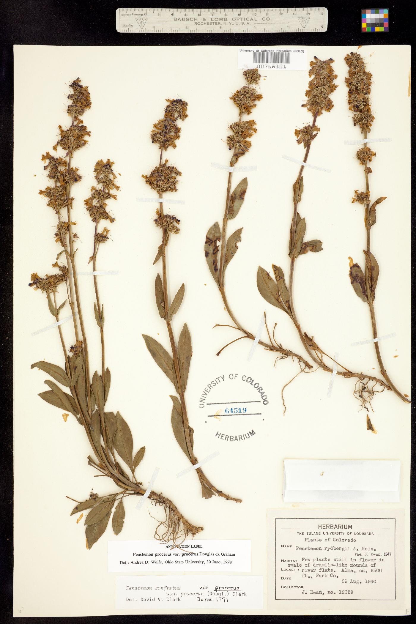 Penstemon procerus image