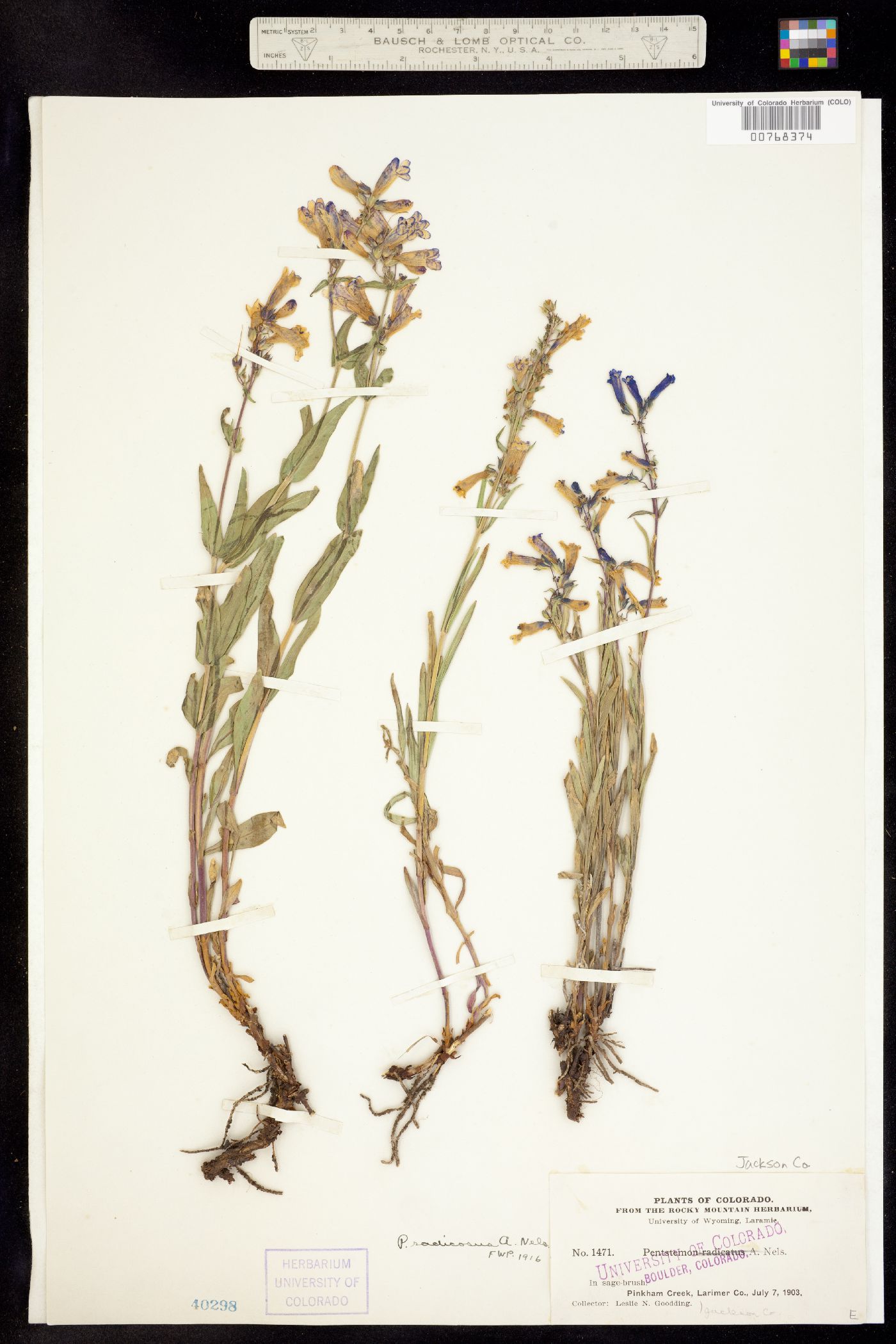 Penstemon radicosus image