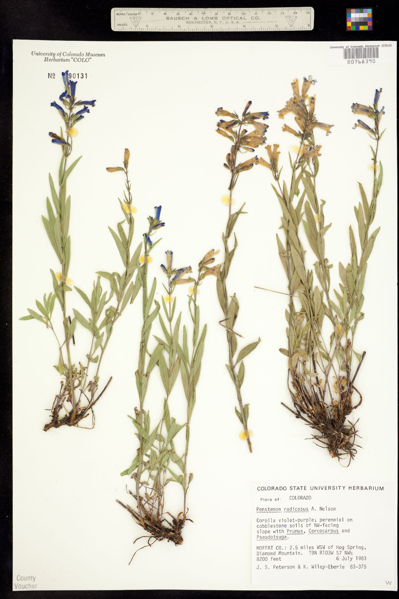 Penstemon radicosus image