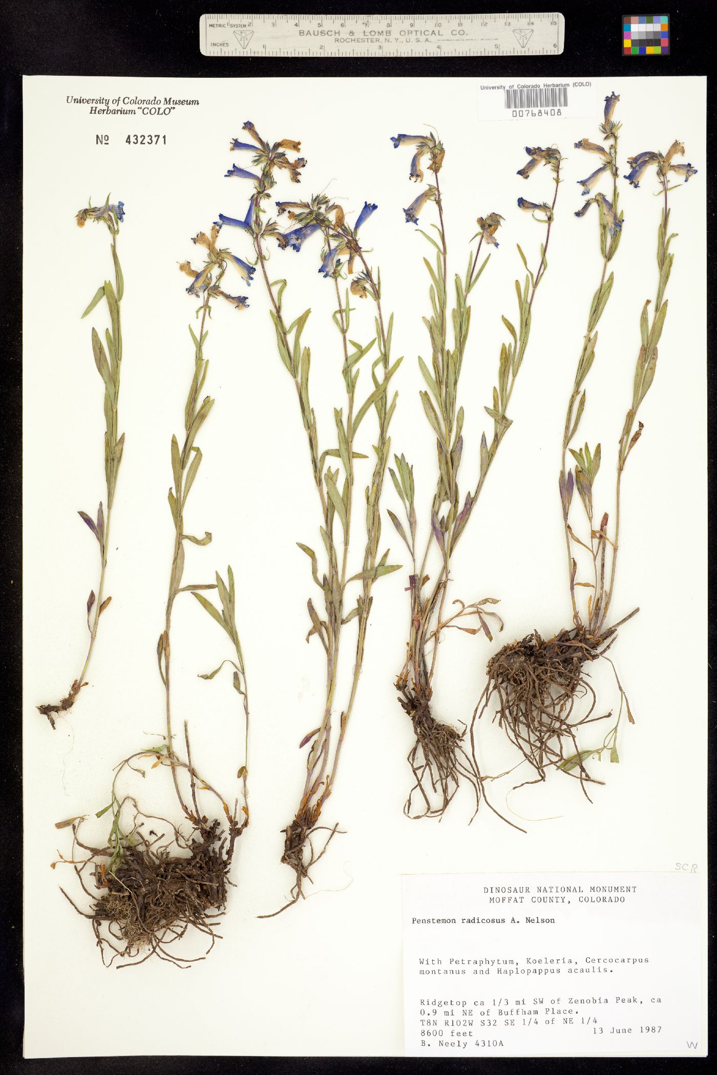 Penstemon radicosus image