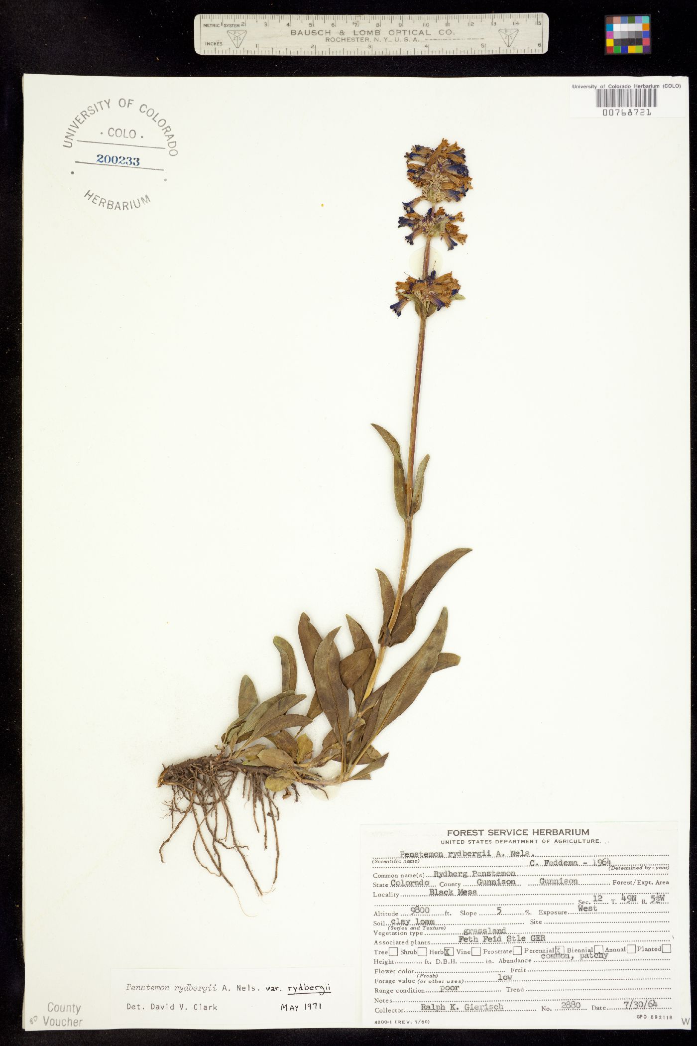 Penstemon rydbergii image