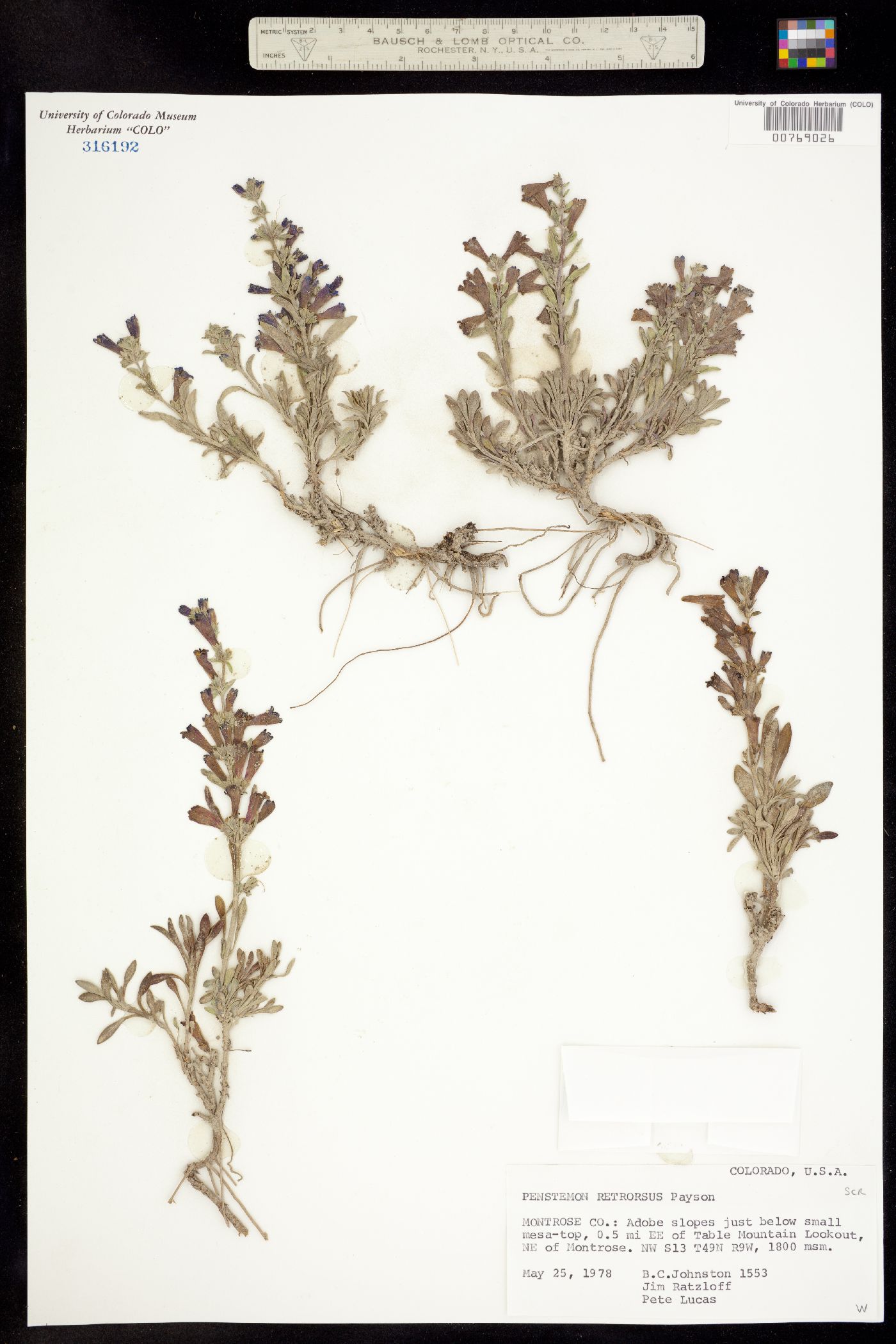 Penstemon retrorsus image