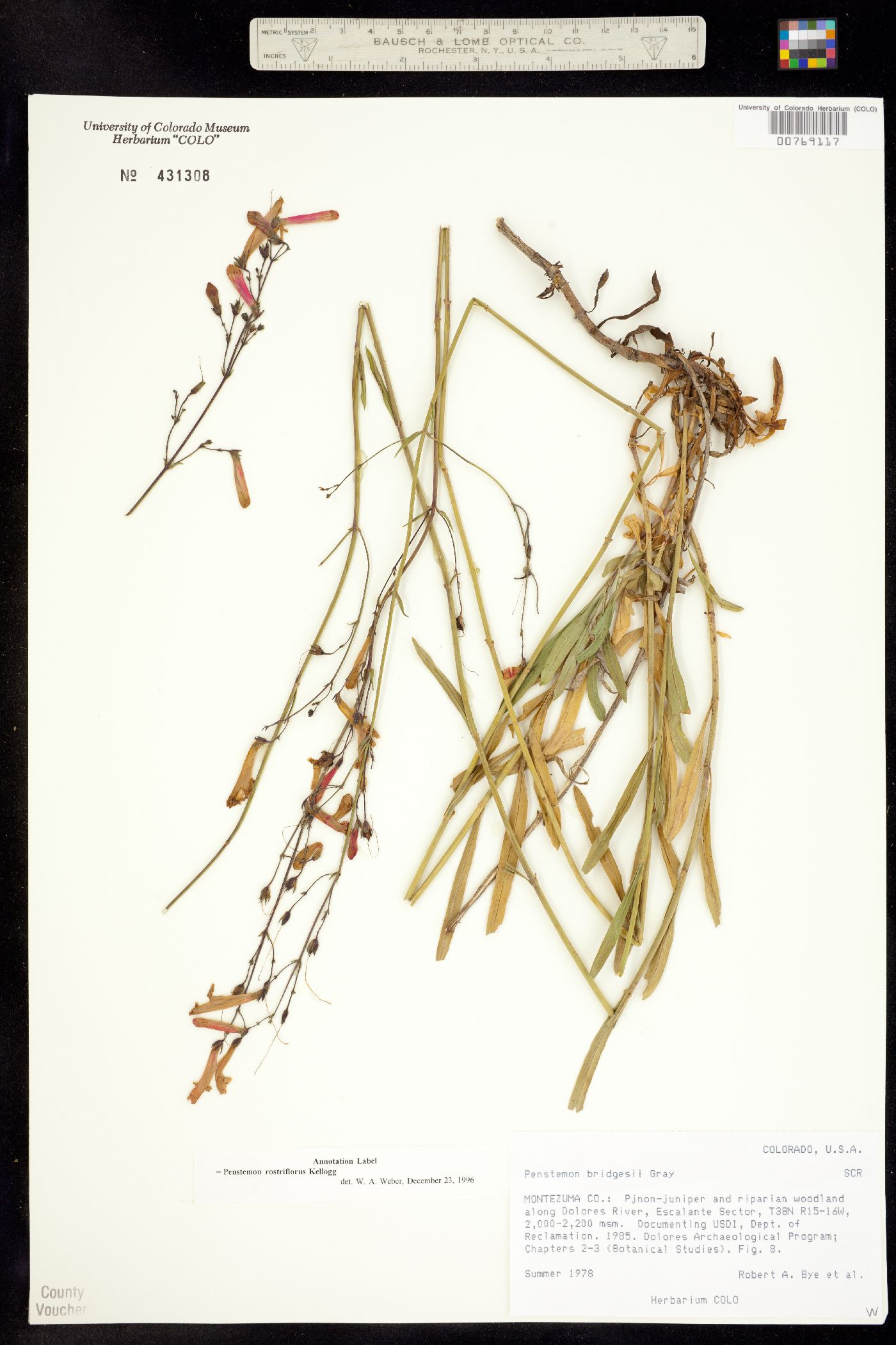 Penstemon rostriflorus image