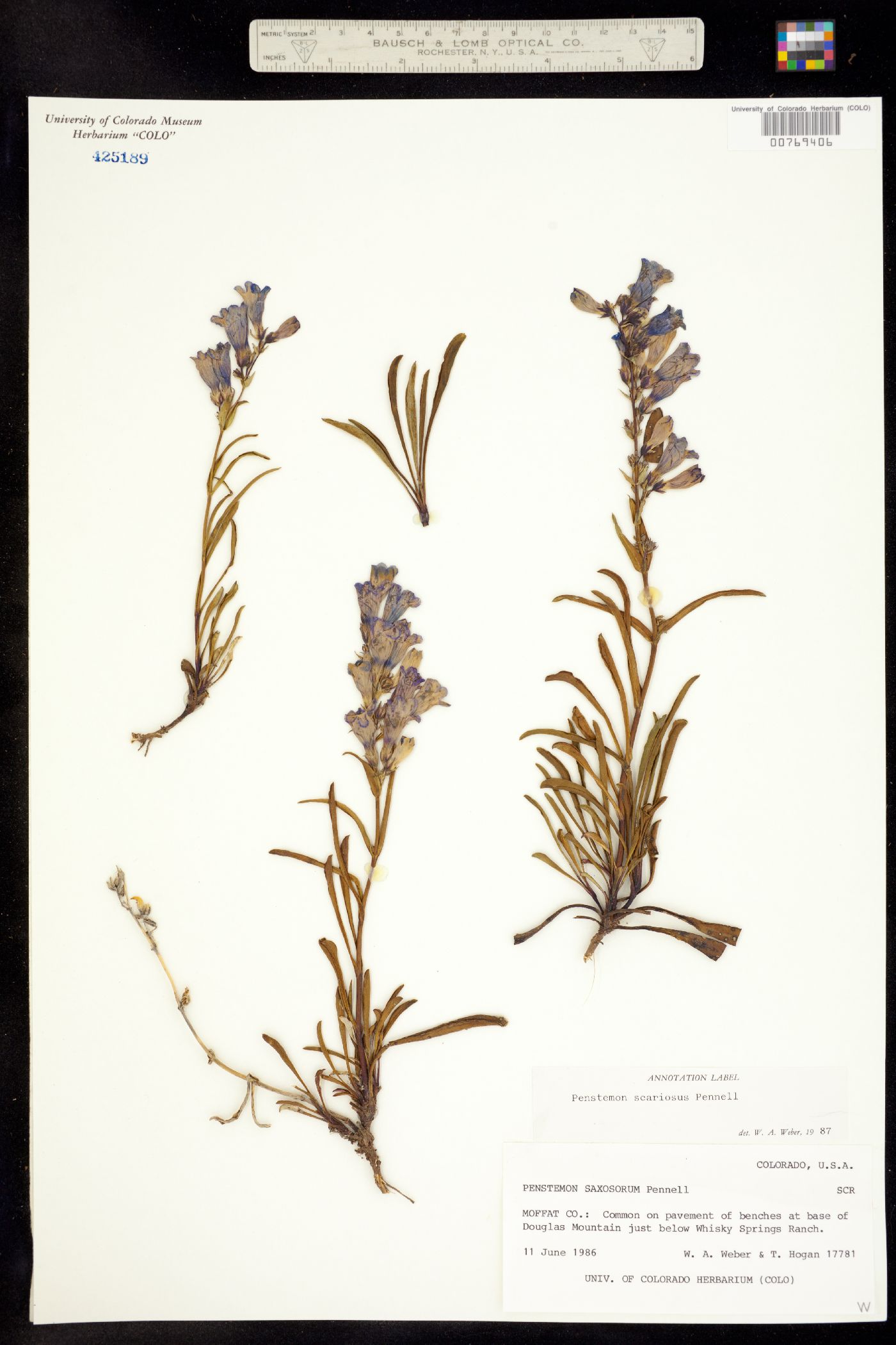 Penstemon scariosus image