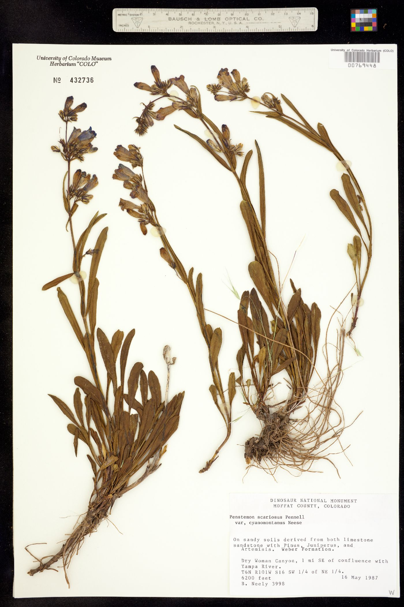 Penstemon scariosus var. cyanomontanus image