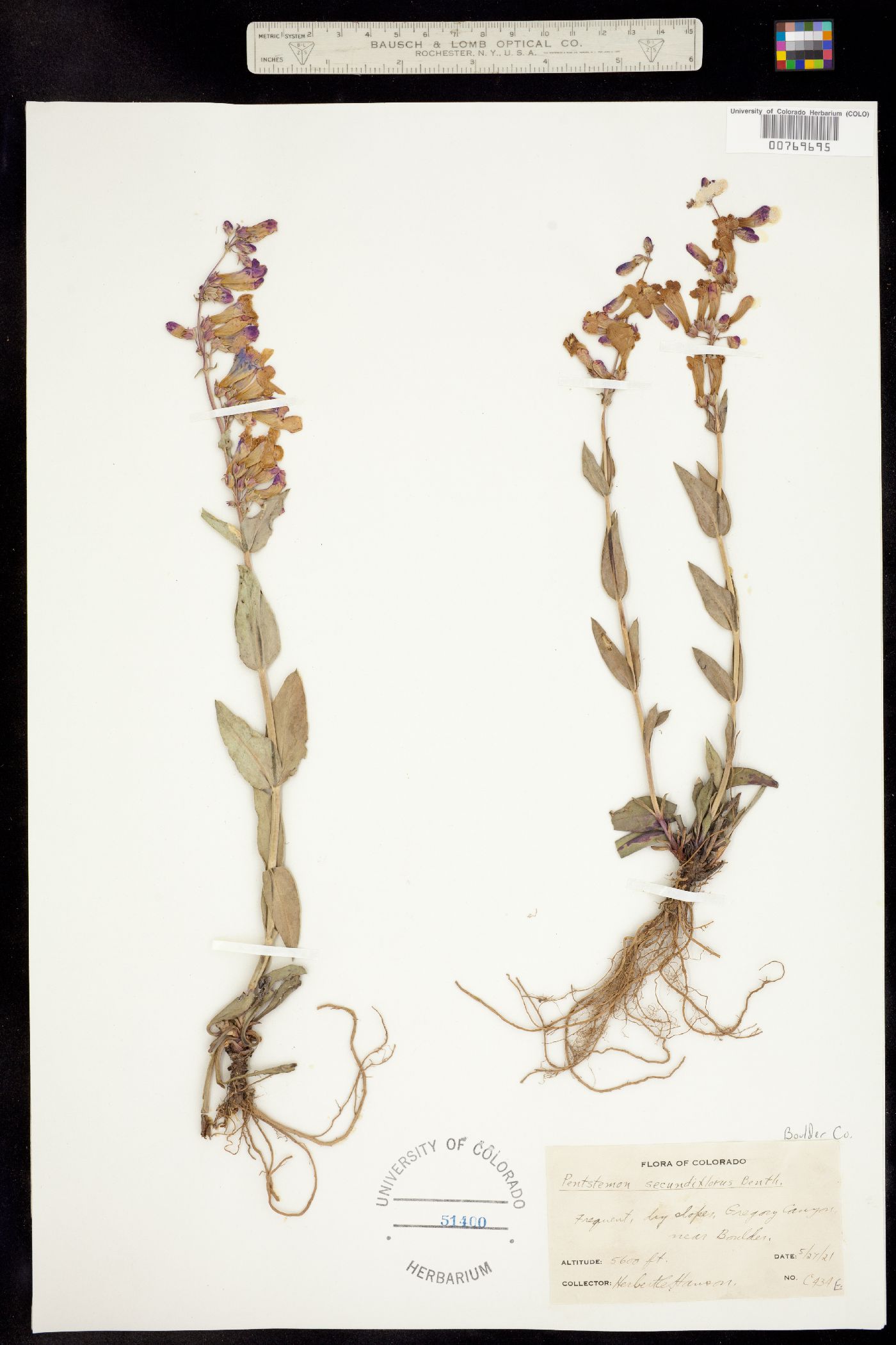 Penstemon secundiflorus image