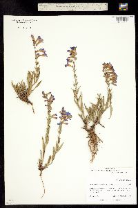 Penstemon secundiflorus subsp. lavendulus image