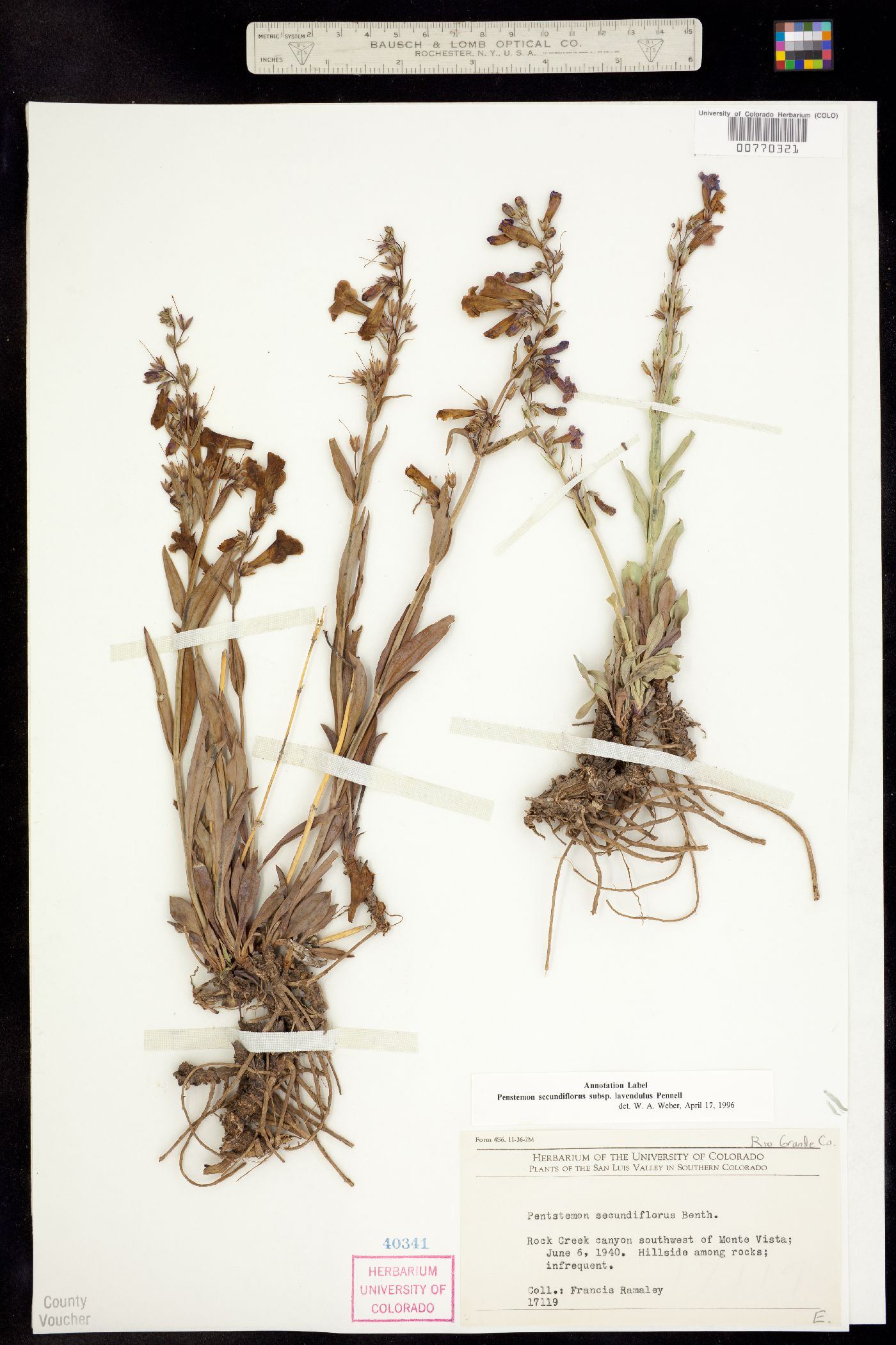 Penstemon secundiflorus ssp. lavendulus image