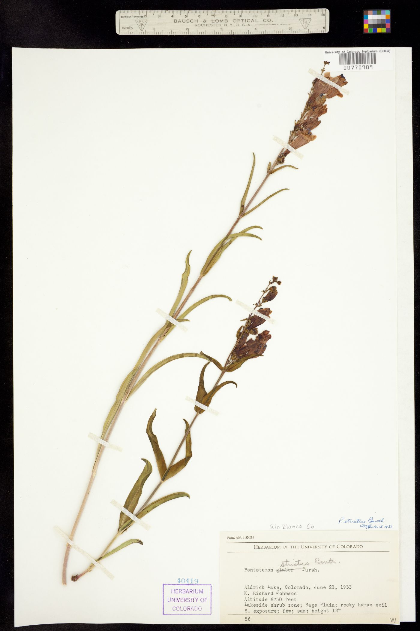 Penstemon strictus image