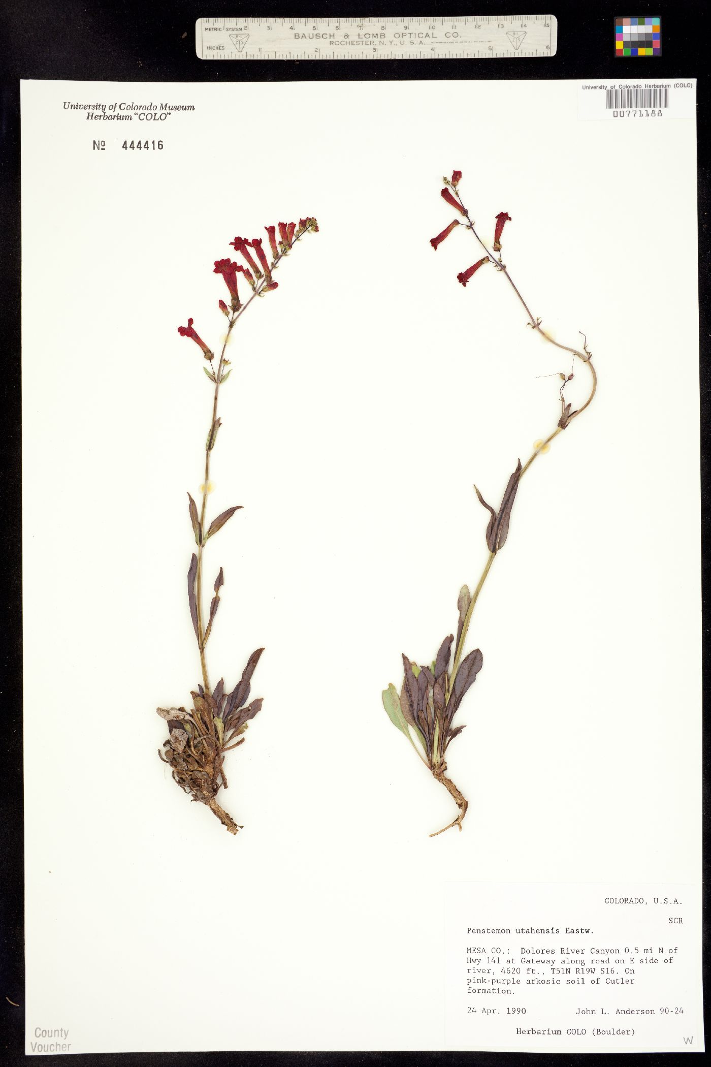 Penstemon utahensis image