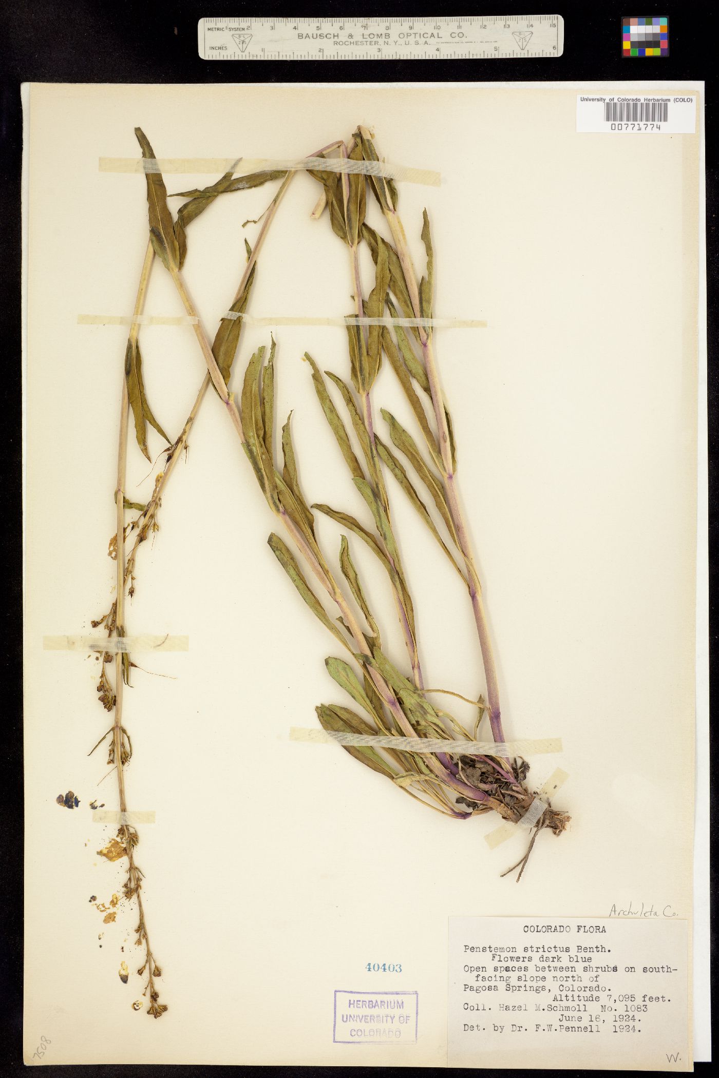 Penstemon strictus image
