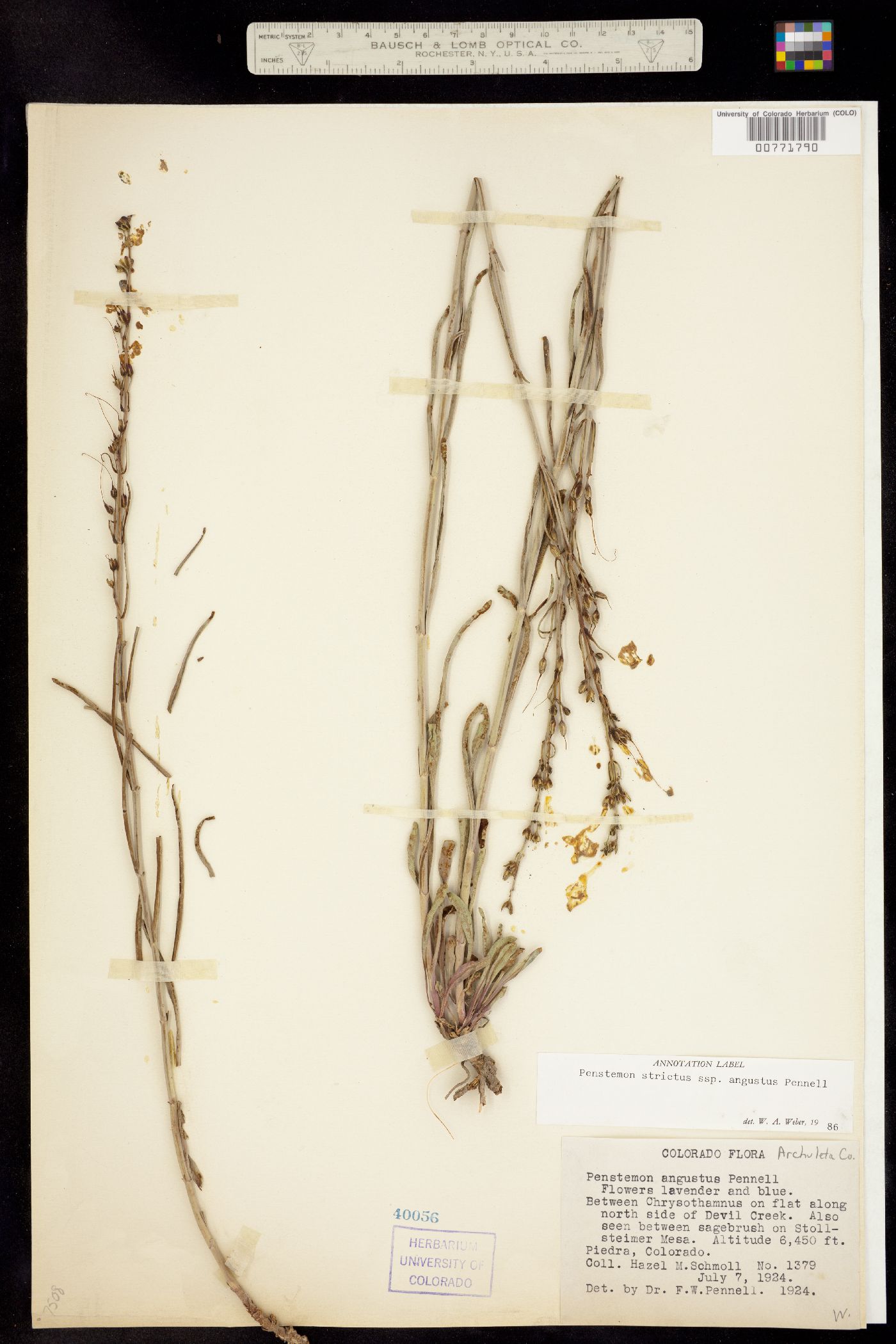 Penstemon strictus image