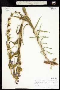 Penstemon virgatus ssp. asa-grayi image