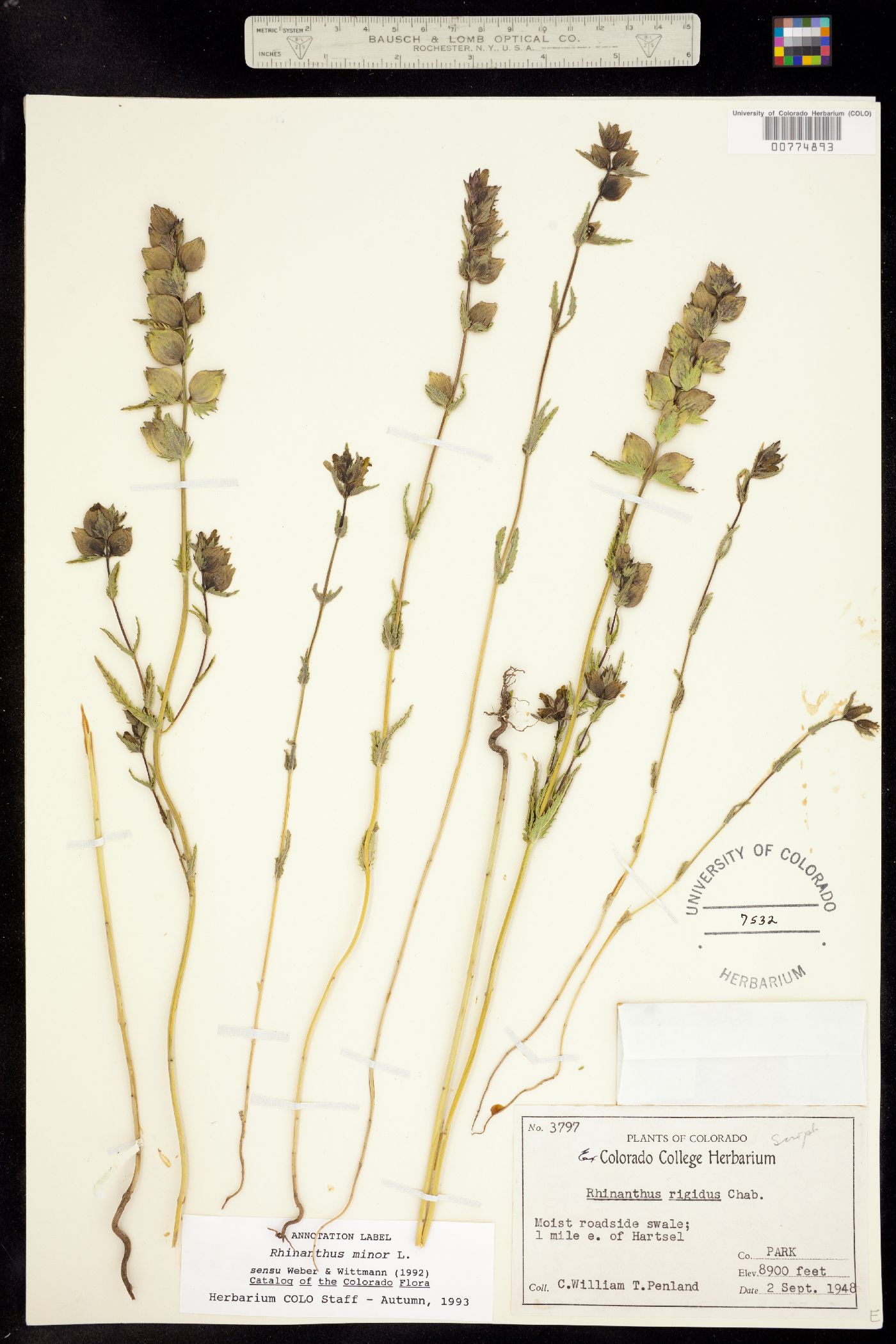 Rhinanthus minor ssp. groenlandicus image