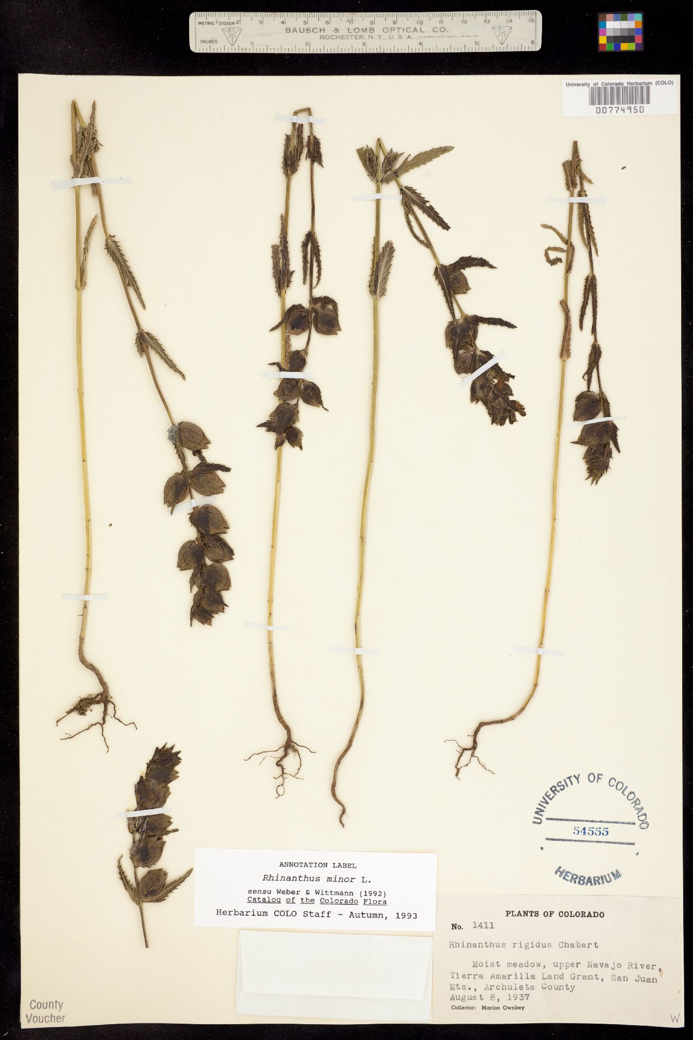 Rhinanthus minor subsp. borealis image