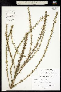 Verbascum pterocaulon image