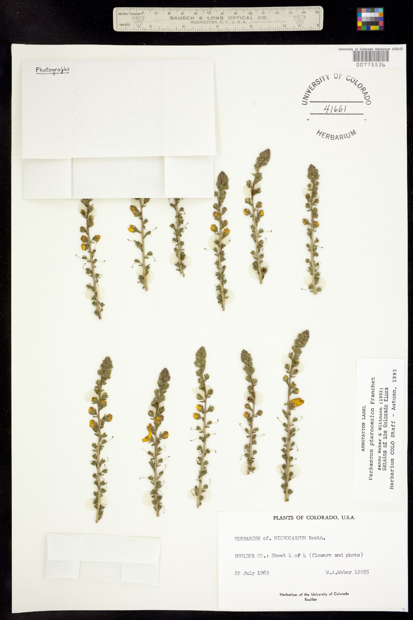 Verbascum pterocaulon image