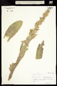 Verbascum thapsus image